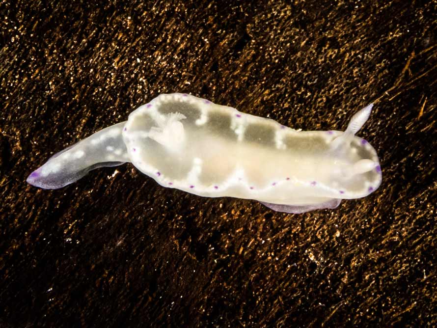 Ceratosoma palliolatum